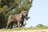 CANE CORSO 513